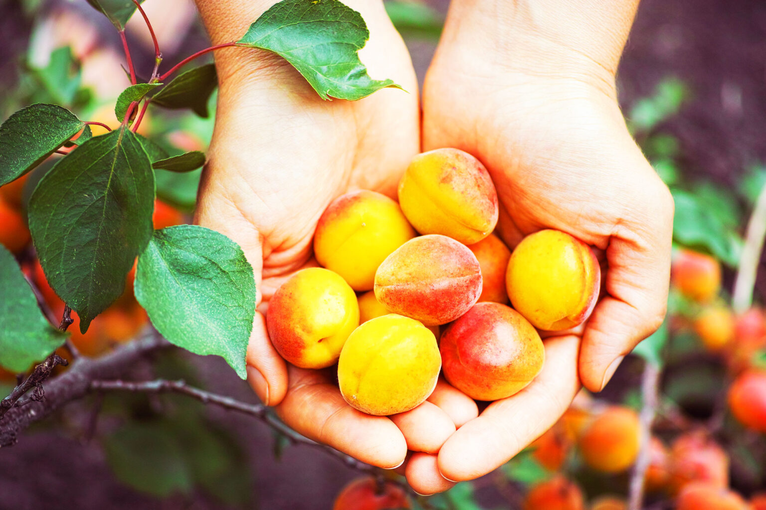 How To Make Apricot Jam At Home From Scratch How To Make Recipes