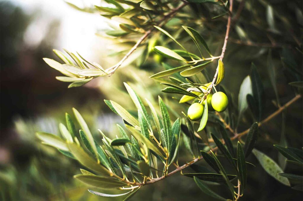 Green Gold Under Threat: What Does Climate Change Mean for Olive Oil?
