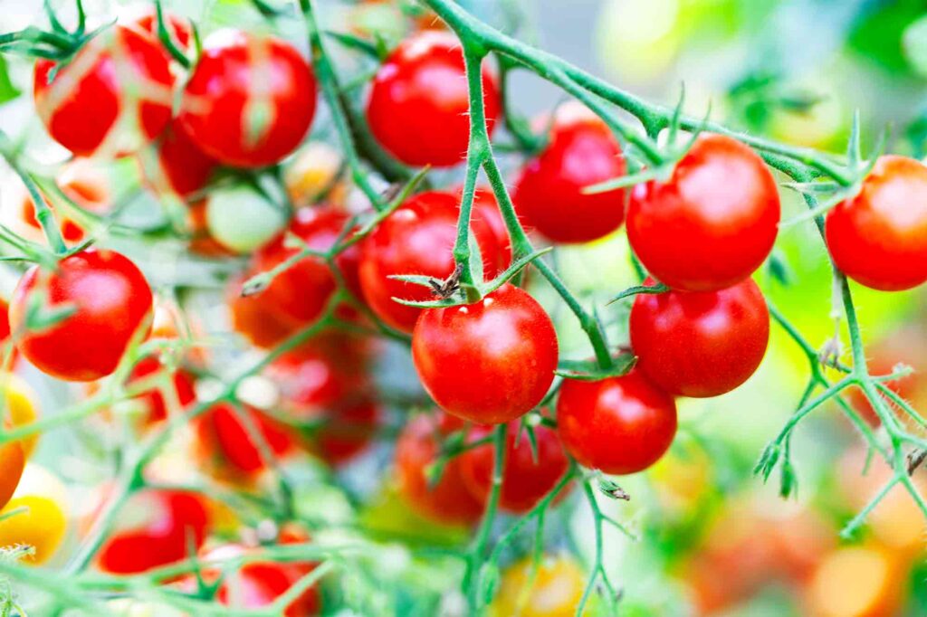 For Two Centuries, European People Were Afraid Of Tomatoes