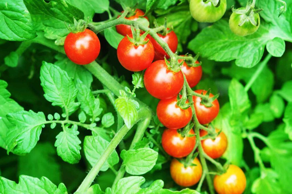 From Tomato Seedling to Harvest, Essential Tips