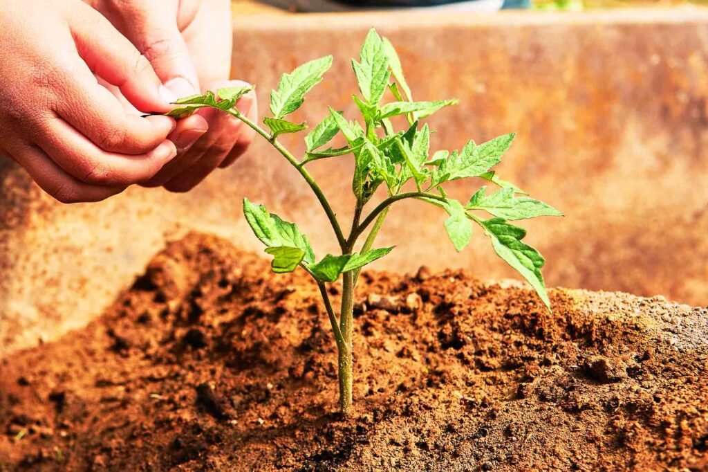 From Tomato Seedling to Harvest, Essential Tips