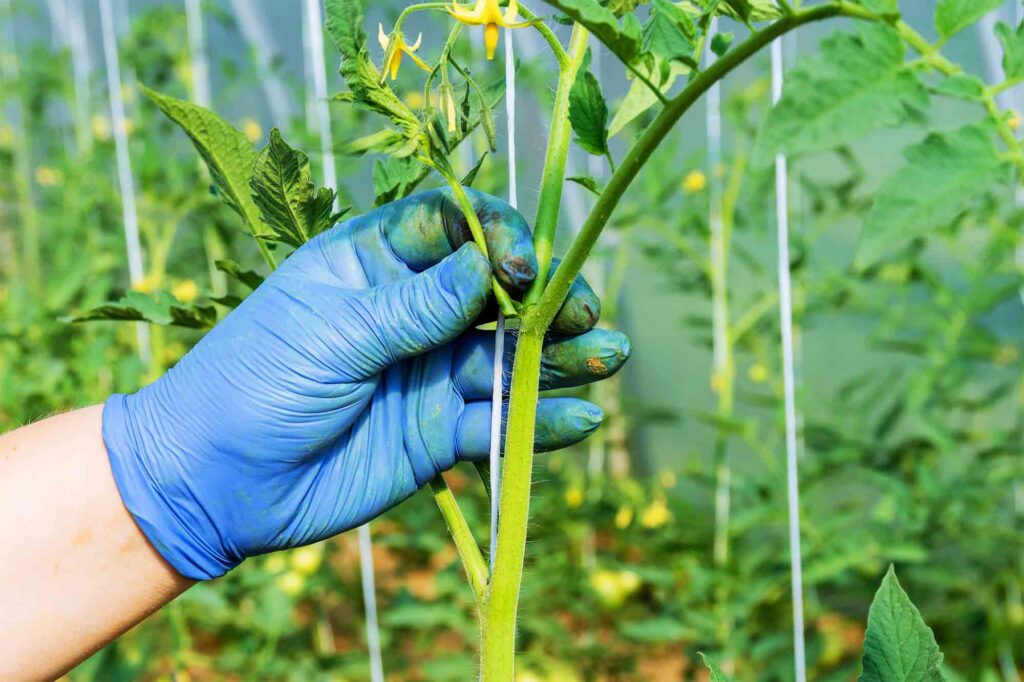 From Tomato Seedling to Harvest, Essential Tips