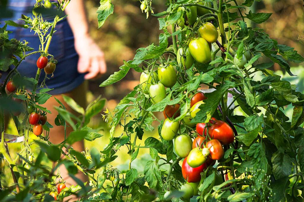 From Tomato Seedling to Harvest, Essential Tips