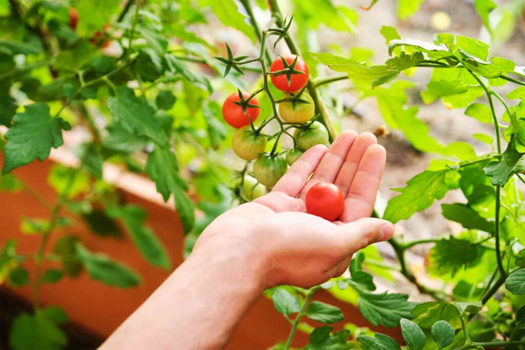 From Tomato Seedling to Harvest, Essential Tips