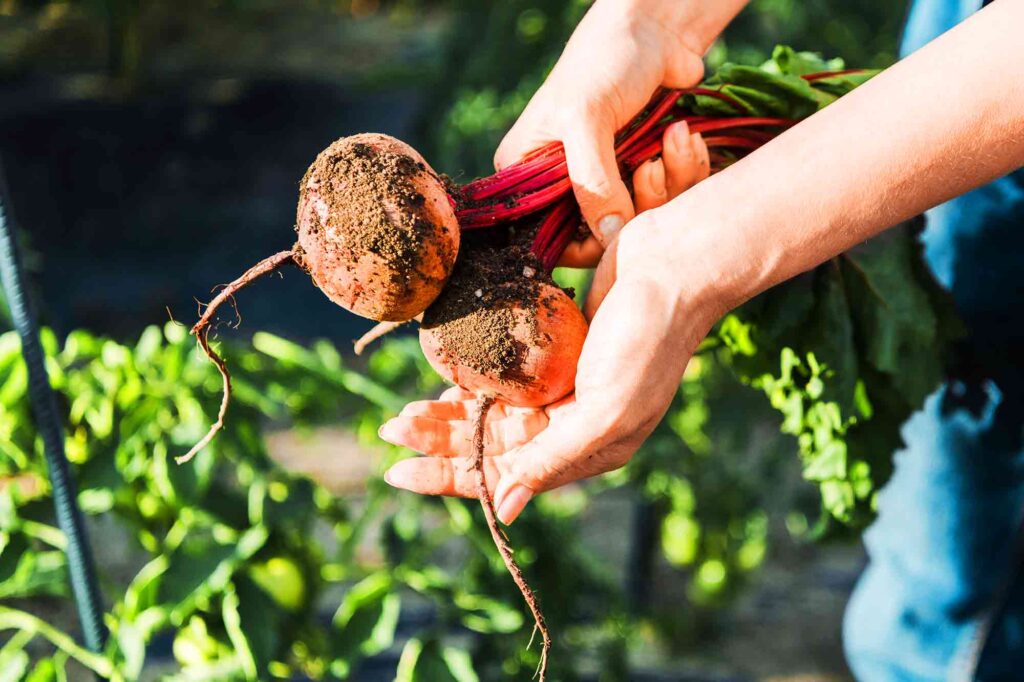 Seasonal Ingredients for a Healthier New Year